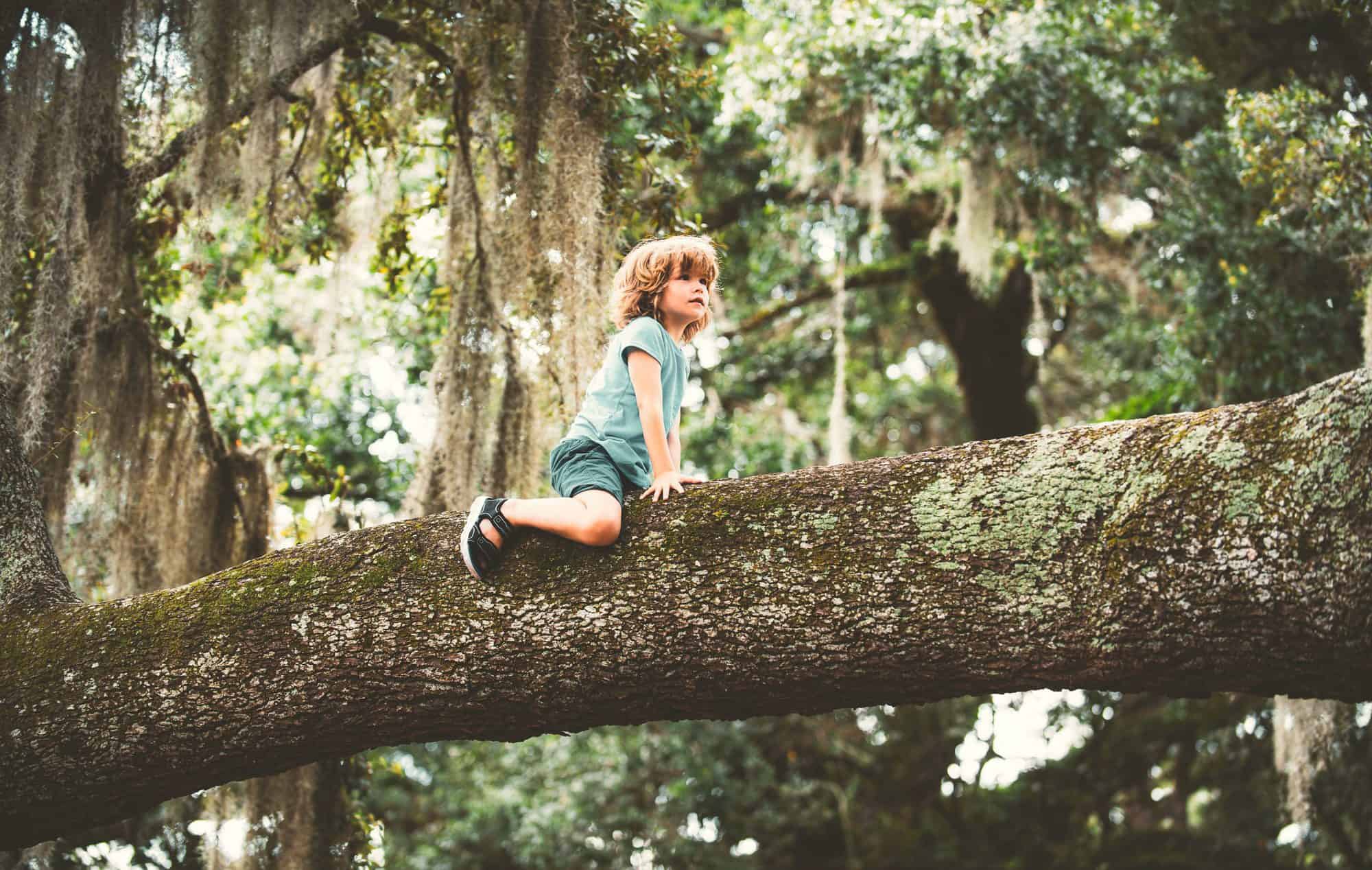 Cuentos para crear conciencia ecológica - Día Internacional de los Bosque